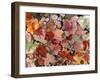 Autumn Leaves and flowers-Neela Pushparaj-Framed Giclee Print