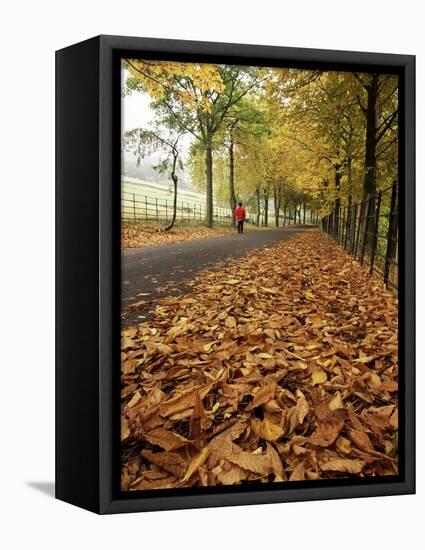 Autumn Leaves and Lone Figure at More Hall Reservoir, South Yorkshire, England-Neale Clarke-Framed Stretched Canvas