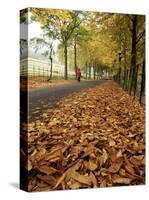 Autumn Leaves and Lone Figure at More Hall Reservoir, South Yorkshire, England-Neale Clarke-Stretched Canvas