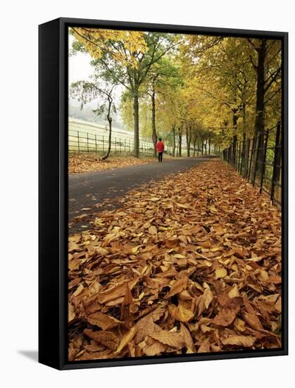 Autumn Leaves and Lone Figure at More Hall Reservoir, South Yorkshire, England-Neale Clarke-Framed Stretched Canvas