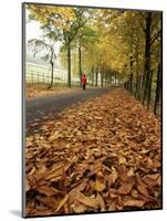 Autumn Leaves and Lone Figure at More Hall Reservoir, South Yorkshire, England-Neale Clarke-Mounted Photographic Print