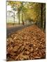 Autumn Leaves and Lone Figure at More Hall Reservoir, South Yorkshire, England-Neale Clarke-Mounted Photographic Print