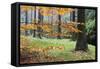 Autumn Leaves and Tree Trunks, Rynartice, Bohemian Switzerland National Park, Czech Republic-Ruiz-Framed Stretched Canvas