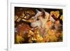 Autumn Leaves and Wolf-Gordon Semmens-Framed Photographic Print