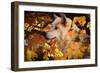 Autumn Leaves and Wolf-Gordon Semmens-Framed Photographic Print