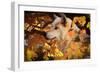 Autumn Leaves and Wolf-Gordon Semmens-Framed Photographic Print