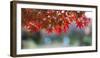 Autumn Leaves at a Japanese Garden-nature picture-Framed Photographic Print