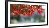 Autumn Leaves at a Japanese Garden-nature picture-Framed Photographic Print