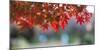 Autumn Leaves at a Japanese Garden-nature picture-Mounted Photographic Print