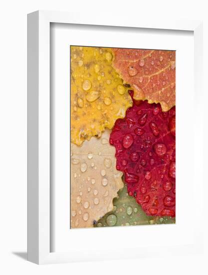 Autumn Leaves, Drops of Water, Close-Up-Rainer Mirau-Framed Photographic Print