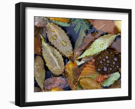 Autumn Leaves Float in a Pond at the Japanese Garden of Portland, Oregon, Tuesday, October 24, 2006-Rick Bowmer-Framed Premium Photographic Print