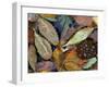 Autumn Leaves Float in a Pond at the Japanese Garden of Portland, Oregon, Tuesday, October 24, 2006-Rick Bowmer-Framed Premium Photographic Print