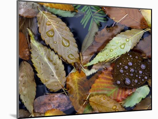 Autumn Leaves Float in a Pond at the Japanese Garden of Portland, Oregon, Tuesday, October 24, 2006-Rick Bowmer-Mounted Premium Photographic Print