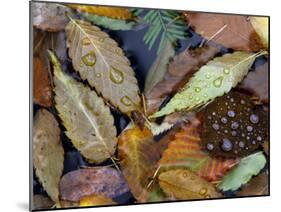 Autumn Leaves Float in a Pond at the Japanese Garden of Portland, Oregon, Tuesday, October 24, 2006-Rick Bowmer-Mounted Premium Photographic Print