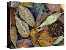 Autumn Leaves Float in a Pond at the Japanese Garden of Portland, Oregon, Tuesday, October 24, 2006-Rick Bowmer-Stretched Canvas