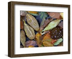 Autumn Leaves Float in a Pond at the Japanese Garden of Portland, Oregon, Tuesday, October 24, 2006-Rick Bowmer-Framed Photographic Print