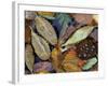 Autumn Leaves Float in a Pond at the Japanese Garden of Portland, Oregon, Tuesday, October 24, 2006-Rick Bowmer-Framed Photographic Print