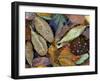 Autumn Leaves Float in a Pond at the Japanese Garden of Portland, Oregon, Tuesday, October 24, 2006-Rick Bowmer-Framed Photographic Print