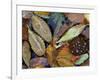 Autumn Leaves Float in a Pond at the Japanese Garden of Portland, Oregon, Tuesday, October 24, 2006-Rick Bowmer-Framed Photographic Print