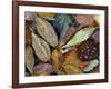 Autumn Leaves Float in a Pond at the Japanese Garden of Portland, Oregon, Tuesday, October 24, 2006-Rick Bowmer-Framed Photographic Print