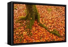 Autumn Leaves in Charles Wood, Dartmoor National Park, Devon, England, United Kingdom, Europe-Julian Elliott-Framed Stretched Canvas