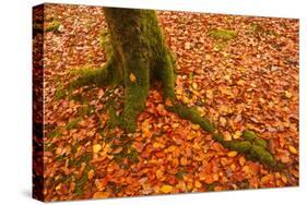 Autumn Leaves in Charles Wood, Dartmoor National Park, Devon, England, United Kingdom, Europe-Julian Elliott-Stretched Canvas