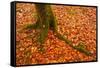 Autumn Leaves in Charles Wood, Dartmoor National Park, Devon, England, United Kingdom, Europe-Julian Elliott-Framed Stretched Canvas