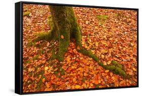 Autumn Leaves in Charles Wood, Dartmoor National Park, Devon, England, United Kingdom, Europe-Julian Elliott-Framed Stretched Canvas