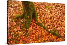 Autumn Leaves in Charles Wood, Dartmoor National Park, Devon, England, United Kingdom, Europe-Julian Elliott-Stretched Canvas