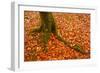 Autumn Leaves in Charles Wood, Dartmoor National Park, Devon, England, United Kingdom, Europe-Julian Elliott-Framed Photographic Print