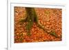 Autumn Leaves in Charles Wood, Dartmoor National Park, Devon, England, United Kingdom, Europe-Julian Elliott-Framed Photographic Print