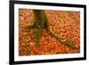 Autumn Leaves in Charles Wood, Dartmoor National Park, Devon, England, United Kingdom, Europe-Julian Elliott-Framed Photographic Print