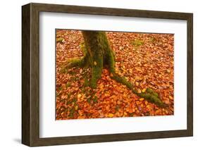 Autumn Leaves in Charles Wood, Dartmoor National Park, Devon, England, United Kingdom, Europe-Julian Elliott-Framed Premium Photographic Print