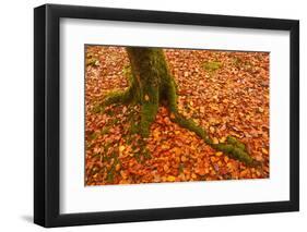 Autumn Leaves in Charles Wood, Dartmoor National Park, Devon, England, United Kingdom, Europe-Julian Elliott-Framed Premium Photographic Print