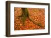 Autumn Leaves in Charles Wood, Dartmoor National Park, Devon, England, United Kingdom, Europe-Julian Elliott-Framed Photographic Print