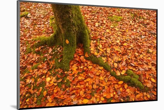 Autumn Leaves in Charles Wood, Dartmoor National Park, Devon, England, United Kingdom, Europe-Julian Elliott-Mounted Photographic Print