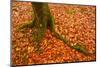 Autumn Leaves in Charles Wood, Dartmoor National Park, Devon, England, United Kingdom, Europe-Julian Elliott-Mounted Photographic Print