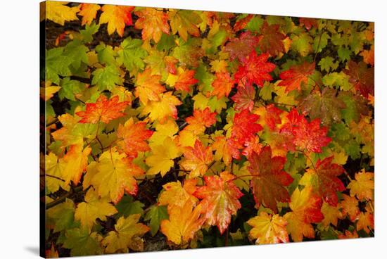 Autumn leaves in close-up, Portland, Oregon, USA-Panoramic Images-Stretched Canvas