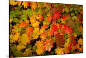 Autumn leaves in close-up, Portland, Oregon, USA-Panoramic Images-Stretched Canvas