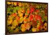 Autumn leaves in close-up, Portland, Oregon, USA-Panoramic Images-Framed Photographic Print