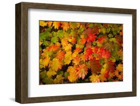 Autumn leaves in close-up, Portland, Oregon, USA-Panoramic Images-Framed Photographic Print