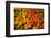 Autumn leaves in close-up, Portland, Oregon, USA-Panoramic Images-Framed Photographic Print