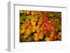 Autumn leaves in close-up, Portland, Oregon, USA-Panoramic Images-Framed Photographic Print