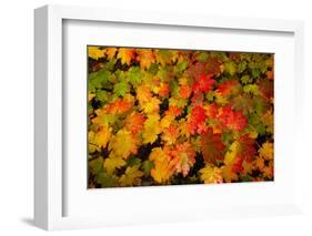 Autumn leaves in close-up, Portland, Oregon, USA-Panoramic Images-Framed Photographic Print