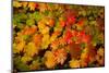 Autumn leaves in close-up, Portland, Oregon, USA-Panoramic Images-Mounted Photographic Print