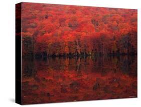 Autumn Leaves in Tutanuma-null-Stretched Canvas