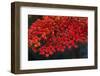 Autumn leaves, Kyoto, Kansai, Japan-Christian Kober-Framed Photographic Print