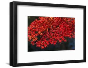 Autumn leaves, Kyoto, Kansai, Japan-Christian Kober-Framed Photographic Print