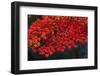 Autumn leaves, Kyoto, Kansai, Japan-Christian Kober-Framed Photographic Print