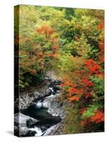 Autumn Leaves, Nakatsugawa, Fukushima, Japan-null-Stretched Canvas